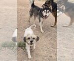 Small #2 Shih Tzu Mix