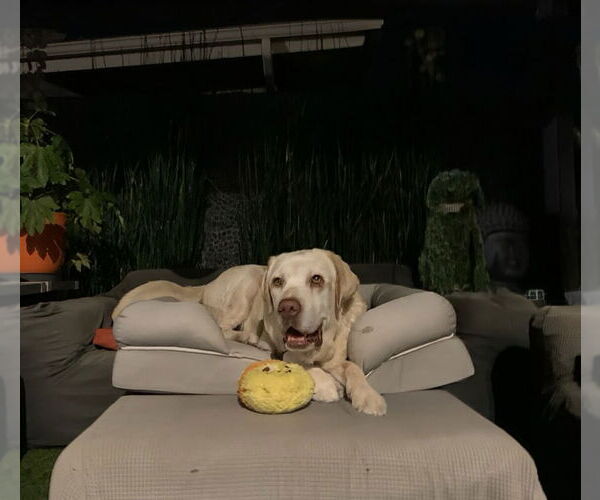 Medium Photo #1 Labrador Retriever Puppy For Sale in San Diego, CA, USA