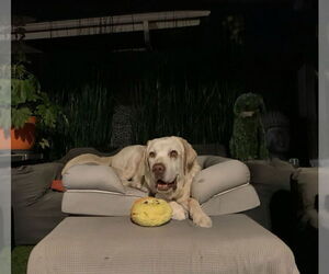 Labrador Retriever Dogs for adoption in San Diego, CA, USA