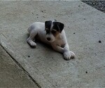 Small Photo #1 Jack Russell Terrier Puppy For Sale in FAIRMOUNT, GA, USA