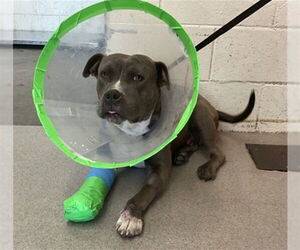 Mutt Dogs for adoption in San Bernardino, CA, USA