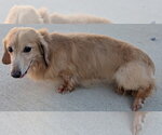 Small #6 Dachshund