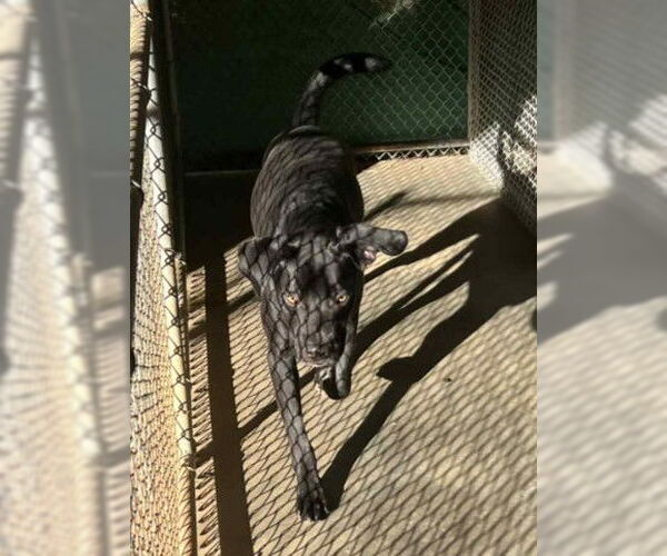 Medium Photo #7 Boxador Puppy For Sale in Sheboygan, WI, USA