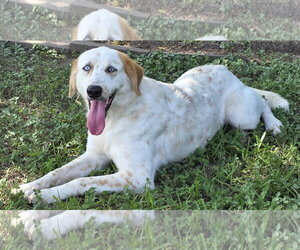 Lisa - Female English Setter-Great Pyrenees Mix Dog for Adoption - Photo #2