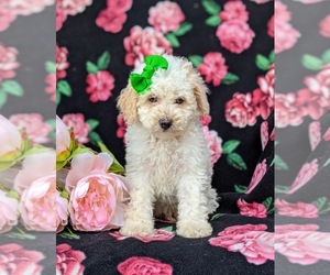Poodle (Toy) Puppy for sale in LINCOLN UNIV, PA, USA