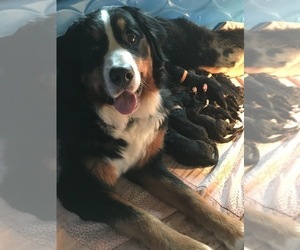 Mother of the Bernedoodle puppies born on 02/03/2023