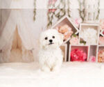 Small Photo #7 Bichon Frise Puppy For Sale in WARSAW, IN, USA