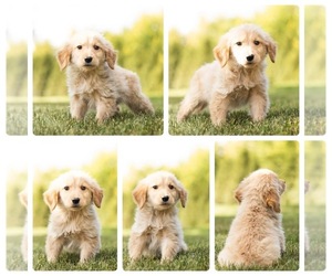 Golden Retriever Puppy for sale in MENTONE, IN, USA