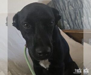 Labrador Retriever-Retriever Mix Dogs for adoption in Washington, DC, USA