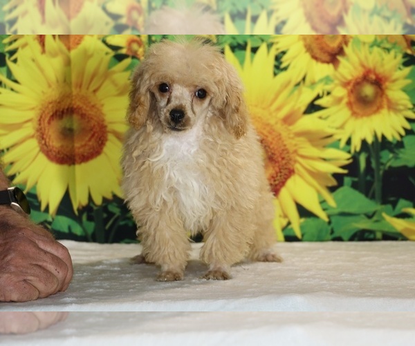 Medium Photo #12 Poodle (Toy) Puppy For Sale in DYERSBURG, TN, USA