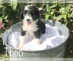 Small Photo #7 Aussiedoodle Puppy For Sale in WINTER HAVEN, FL, USA