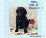 Small Photo #1 Golden Mountain Dog-Goldendoodle Mix Puppy For Sale in MIDDLEVILLE, MI, USA