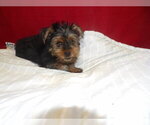 Small #3 Yorkshire Terrier