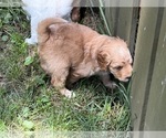 Small Photo #6 Aussiedoodle Puppy For Sale in SWANNANOA, NC, USA