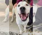 Buster - Male American Pit Bull Terrier-American Staffordshire Terrier Mix Dog for Adoption - Small photo