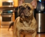 Small Photo #1 French Bulldog Puppy For Sale in HOBART, IN, USA