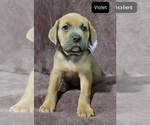 Small Photo #11 Cane Corso Puppy For Sale in POMEROY, OH, USA