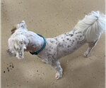 Small #1 Poodle (Miniature) Mix