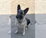 Small #17 German Shepherd Dog Mix
