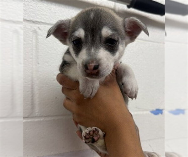 Medium Photo #1 Pembroke Welsh Corgi-Unknown Mix Puppy For Sale in San Bernardino, CA, USA