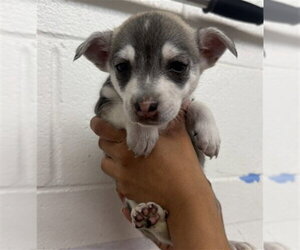 Pembroke Welsh Corgi-Unknown Mix Dogs for adoption in San Bernardino, CA, USA