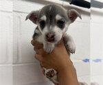 BETTY - Female Pembroke Welsh Corgi-Unknown Mix Dog for Adoption - Small photo