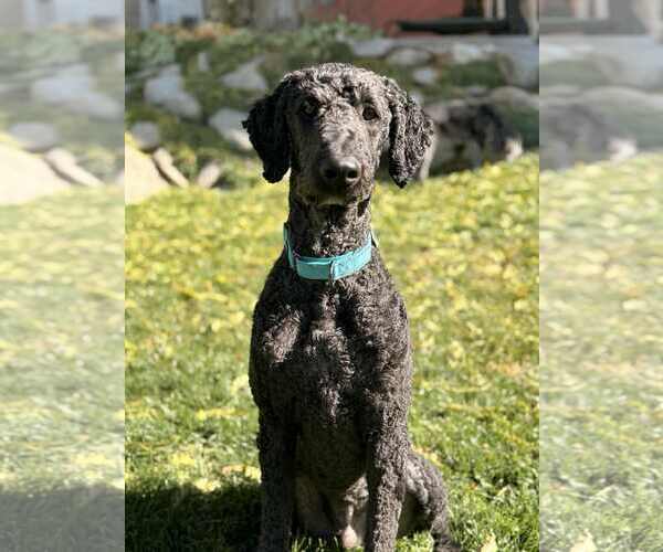 Medium Photo #9 Labrador Retriever-Unknown Mix Puppy For Sale in Sandy, UT, USA