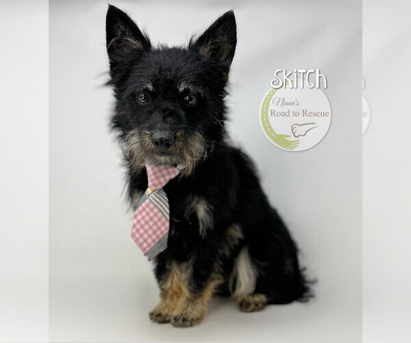 Medium Photo #3 Cairn Terrier-Unknown Mix Puppy For Sale in Benton, LA, USA