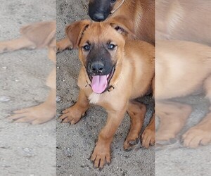 Belgian Malinois Puppy for sale in INDIO, CA, USA