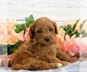 Cavapoo-Poodle (Miniature) Mix Puppy for sale in SAINT JOE, IN, USA