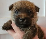 Puppy Monte Cairn Terrier