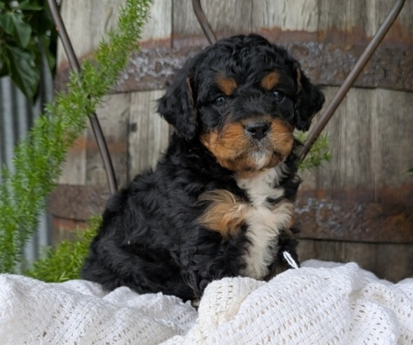 Medium Photo #8 Cavapoo Puppy For Sale in GOSHEN, IN, USA