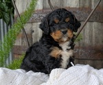 Small Photo #8 Cavapoo Puppy For Sale in GOSHEN, IN, USA