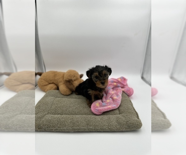 Medium Photo #5 Yorkshire Terrier Puppy For Sale in WOODBRIDGE, VA, USA