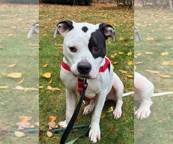 Medium Photo #2 American Bulldog Puppy For Sale in Hillsboro, NH, USA