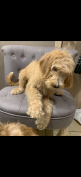Medium Photo #3 Poodle (Standard)-Spinone Italiano Mix Puppy For Sale in CLEVELAND, OH, USA