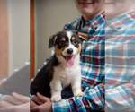 Small Photo #1 Pembroke Welsh Corgi Puppy For Sale in HARTWELL, GA, USA