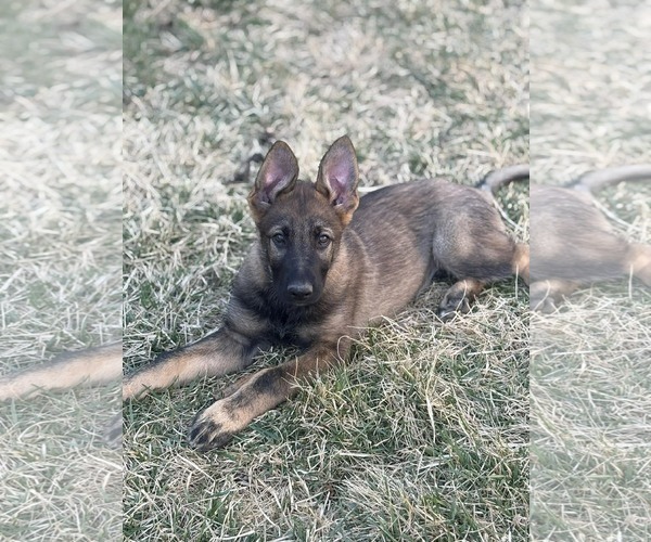 Medium Photo #9 German Shepherd Dog Puppy For Sale in Gretna, NE, USA