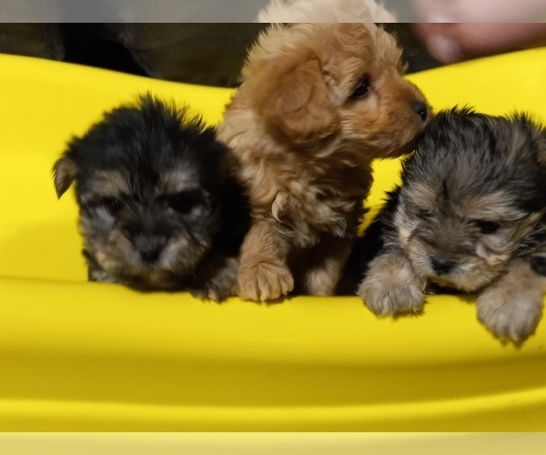 Medium Photo #2 Morkie Puppy For Sale in HINCKLEY, MN, USA