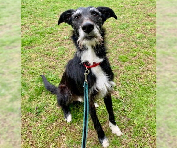 Medium Photo #2 Borzoi-Unknown Mix Puppy For Sale in Canton, CT, USA