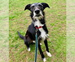 Small #1 Borzoi Mix