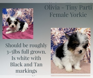 Yorkshire Terrier Puppy for sale in AZLE, TX, USA