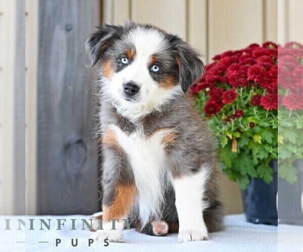 Medium Photo #1 Miniature Australian Shepherd Puppy For Sale in REBERSBURG, PA, USA