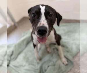 Mutt Dogs for adoption in Hilton Head, SC, USA