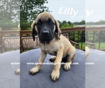 Small #15 Mastiff