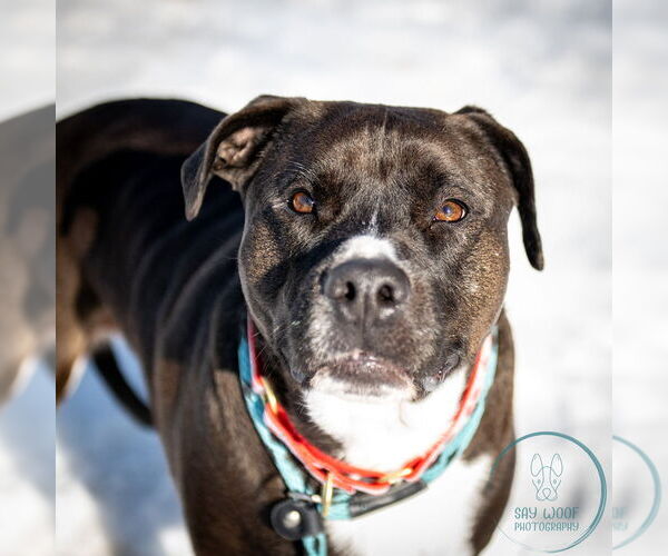 Medium Photo #9 Labrador Retriever-Unknown Mix Puppy For Sale in Brewster, NY, USA