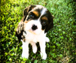 Small Photo #1 Cavalier King Charles Spaniel Puppy For Sale in FREDERICKSBRG, PA, USA