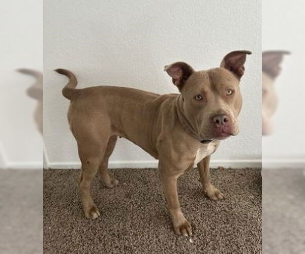 Medium Photo #1 Mutt Puppy For Sale in Pasadena, CA, USA