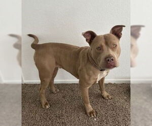 Mutt Dogs for adoption in Pasadena, CA, USA