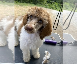 Poodle (Standard) Puppy for sale in LAKE CITY, TN, USA